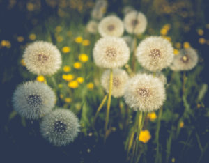 Dandelion seed heads in a meadow Dandelion seed heads in a meadow